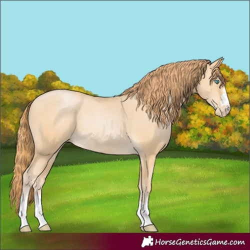 Horse Color:Buckskin Pearl Rabicano 