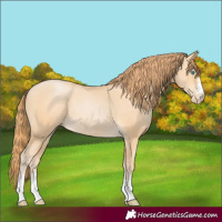 Horse Color:Buckskin Pearl Rabicano 