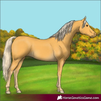 Horse Color:Palomino