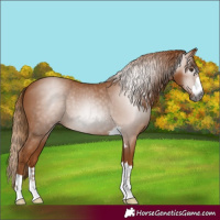 Horse Color:Gray Chestnut 