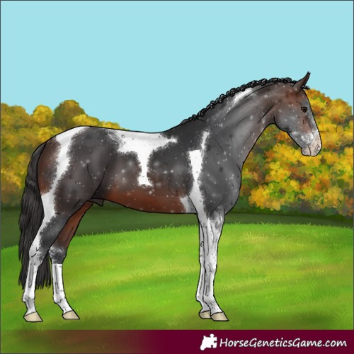 Horse Color:Brown Sabino Tobiano 
