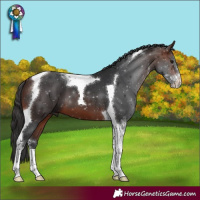 Horse Color:Brown Sabino Tobiano