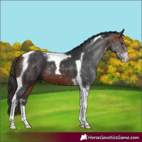 Horse Color:Brown Sabino Tobiano 