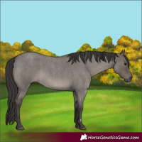 Horse Color:Smoky Grullo Roan 
