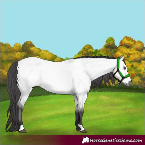 Horse Color:Platinum Buckskin Roan Dun 