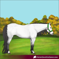 Horse Color:Platinum Buckskin Roan Dun 