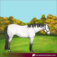 Horse Color:Platinum Buckskin Dun 