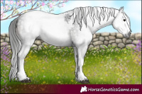 Horse Color:Gray White Spotted Black 