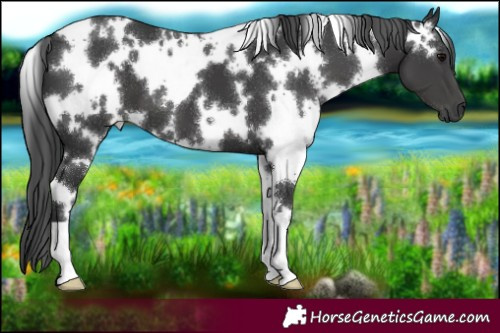Horse Color:White Spotted Black