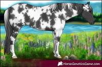 Horse Color:White Spotted Black