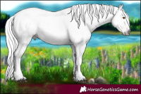 Horse Color:Gray White Spotted Chocolate Silver Black Pearl Rabicano 