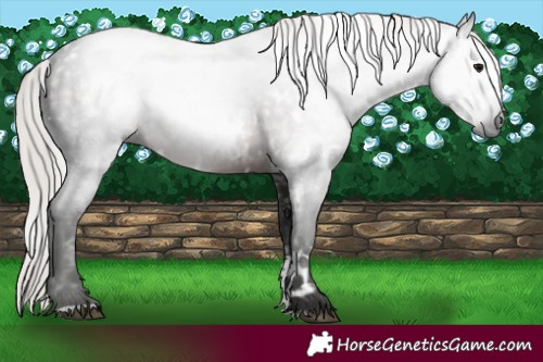 Horse Color:Gray White Spotted Silver Black