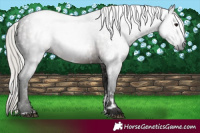 Horse Color:Gray White Spotted Silver Black 
