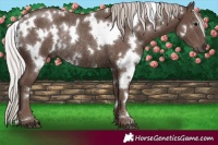 Horse Color:White Spotted Silver Black Rabicano 
