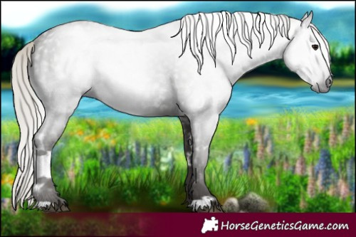 Horse Color:Gray White Spotted Silver Black Rabicano 