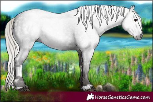 Horse Color:Gray White Spotted Silver Black Rabicano 