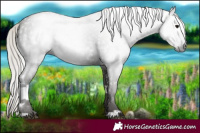 Horse Color:Gray White Spotted Silver Black Rabicano 