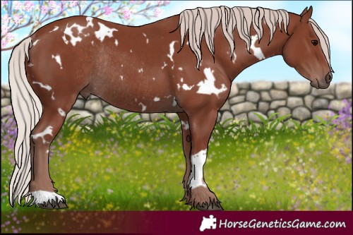 Horse Color:White Spotted Chocolate Silver Black Rabicano