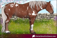 Horse Color:White Spotted Chocolate Silver Black Rabicano 