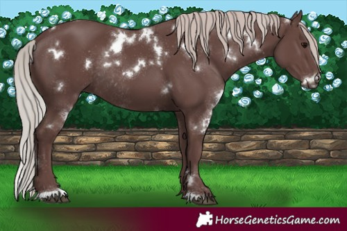 Horse Color:White Spotted Chocolate Silver Black Rabicano