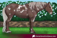 Horse Color:White Spotted Chocolate Silver Black Rabicano 