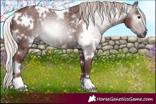 Horse Color:Gray White Spotted Chocolate Silver Black Rabicano 