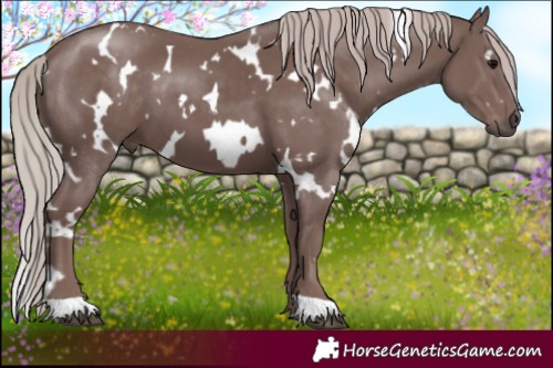 Horse Color:White Spotted Chocolate Silver Black