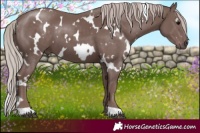 Horse Color:White Spotted Chocolate Silver Black 