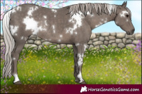 Horse Color:White Spotted Silver Black Rabicano
