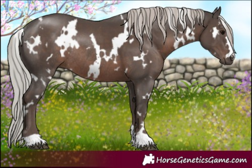 Horse Color:White Spotted Silver Black Rabicano 