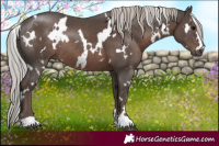 Horse Color:White Spotted Silver Black Rabicano 