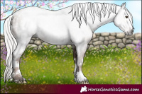 Horse Color:Gray White Spotted Silver Black Pearl