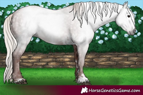 Horse Color:Gray White Spotted Chocolate Silver Black