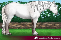 Horse Color:Gray White Spotted Chocolate Silver Black 