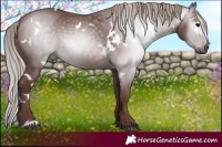 Horse Color:Gray White Spotted Chocolate Silver Black Rabicano 