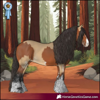 Horse Color:White Spotted Buckskin Dun and White Spotted Bay