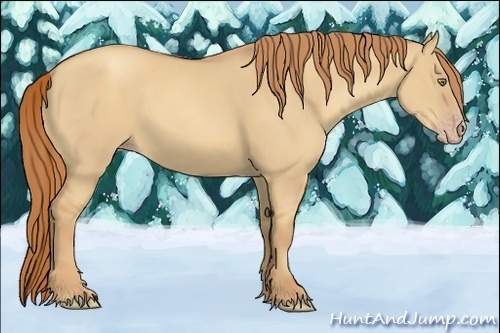 Horse Color:Unknown 