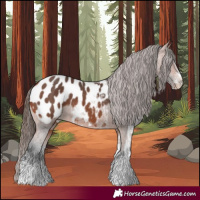 Horse Color:White Spotted Bay Blanket 