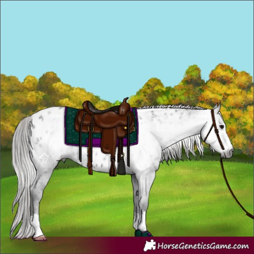 Horse Color:Gray Black Appaloosa 