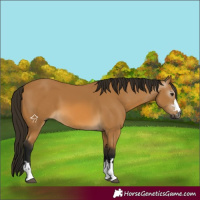Horse Color:Gray Buckskin