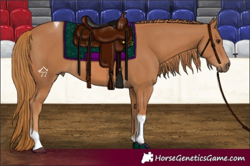 Horse Color:Chestnut Tobiano