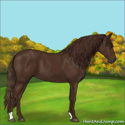 Horse Color:Gray Chestnut 