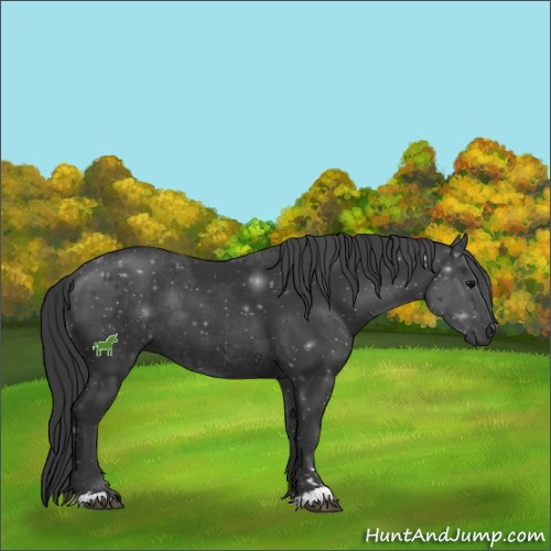 Horse Color:Black Sabino 
