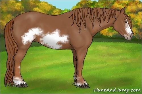 Horse Color:Chestnut Sabino Frame 