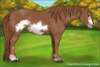 Horse Color:Chestnut Sabino Frame 