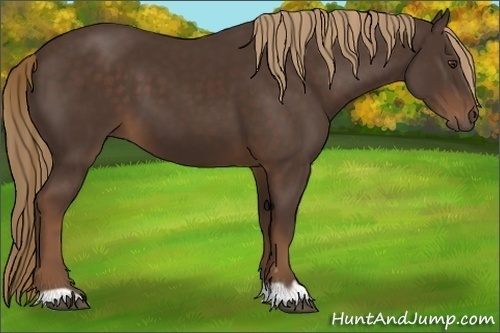 Horse Color:Liver Chestnut 