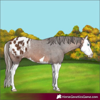 Horse Color:Bay Splash Appaloosa