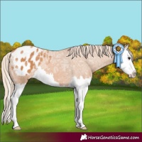 Horse Color:Chestnut Ice Splash Appaloosa 