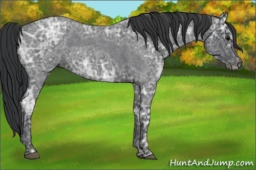 Horse Color:Blue Ice Roan 