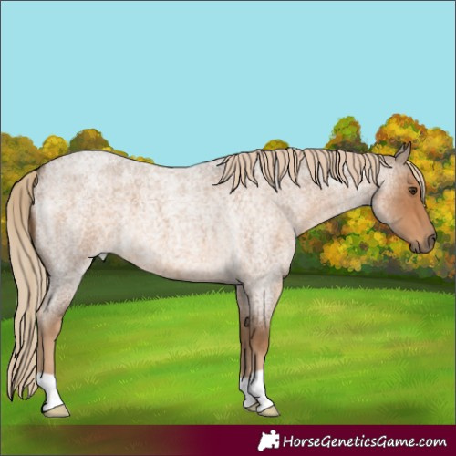 Horse Color:Chocolate Palomino Roan 